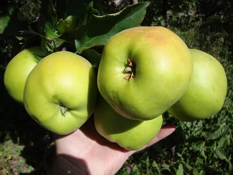Яблони,  саженцы яблонь,  продажа деревьев яблонь Алматы  2