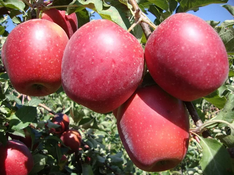 Яблони,  саженцы яблонь,  продажа деревьев яблонь Алматы  4