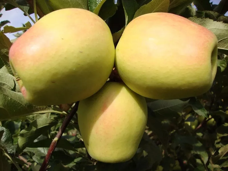 Яблони,  саженцы яблонь,  продажа деревьев яблонь Алматы  5