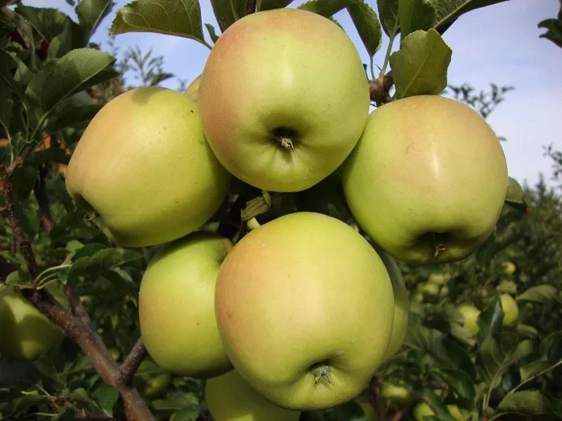 Яблони,  саженцы яблонь,  продажа деревьев яблонь Алматы  7