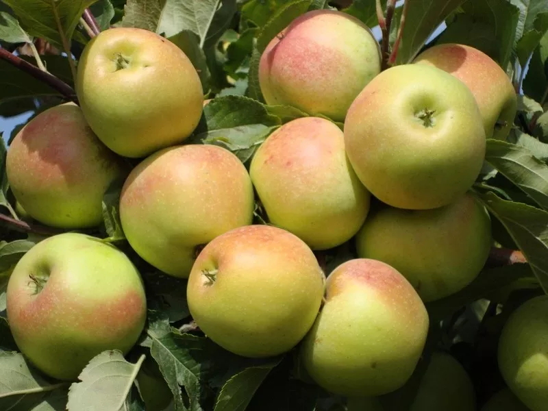 Яблони,  саженцы яблонь,  продажа деревьев яблонь Алматы  11