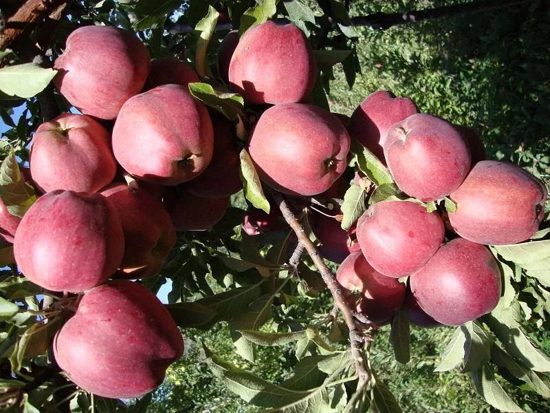 Яблони,  саженцы яблонь,  продажа деревьев яблонь Алматы  12