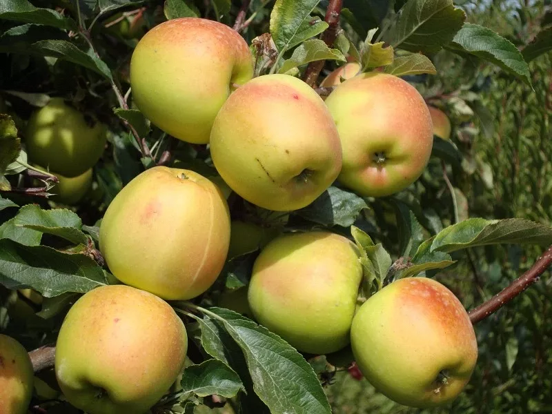 Яблони,  саженцы яблонь,  продажа деревьев яблонь Алматы  13
