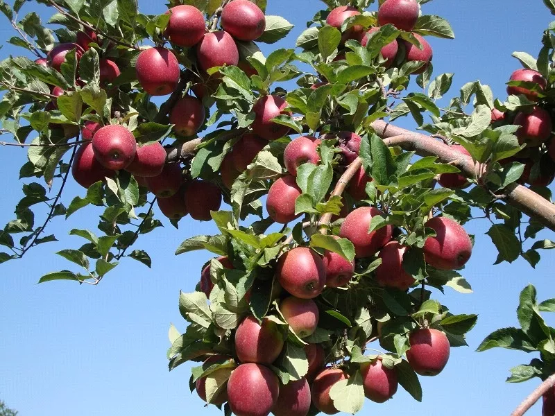 Яблони,  саженцы яблонь,  продажа деревьев яблонь Алматы  14