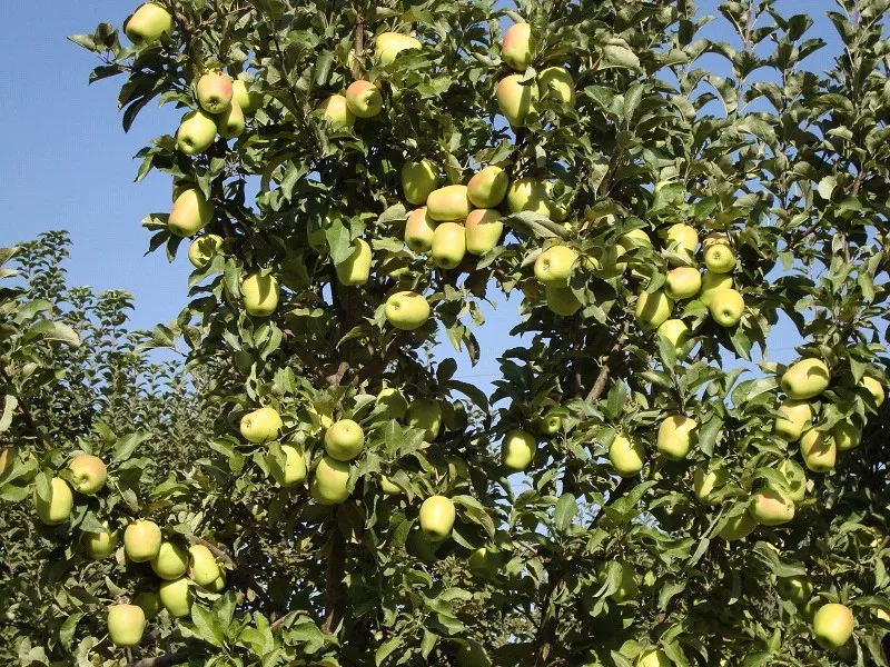 Яблони,  саженцы яблонь,  продажа деревьев яблонь Алматы  15