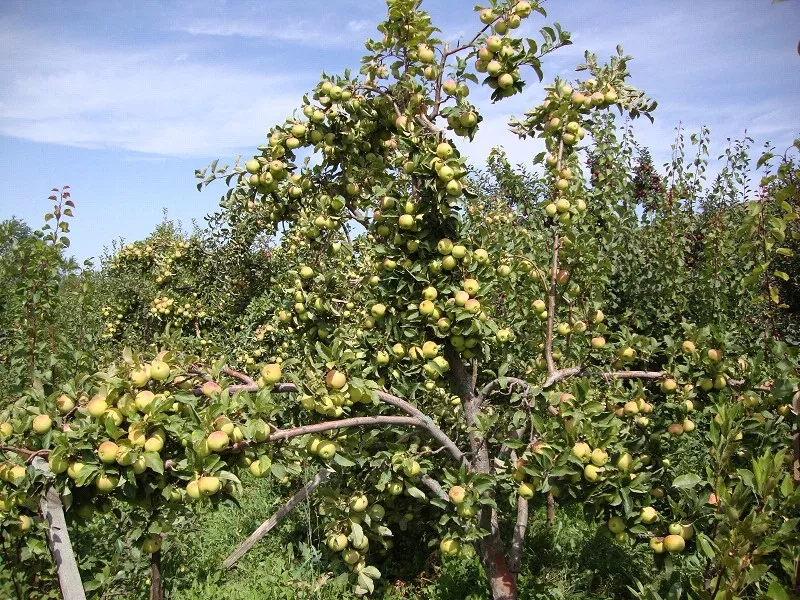 Яблони,  саженцы яблонь,  продажа деревьев яблонь Алматы  16