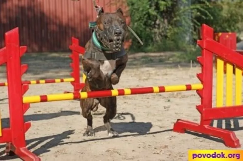 Щенки питбуля с родословной