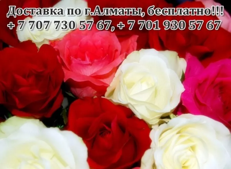 Недорогие розы Алматы