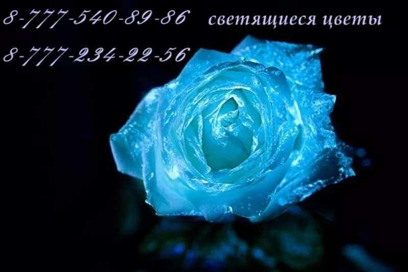 Светящиеся цветы FlowerLANDs в Алматы 5