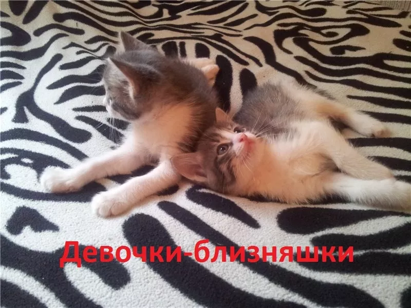 Отдам котят даром 3