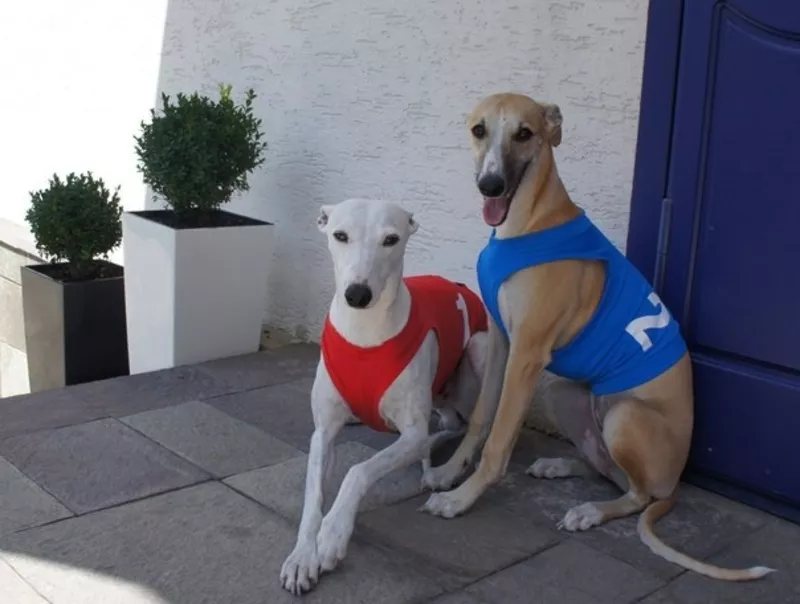 Продам щенков Уиппета