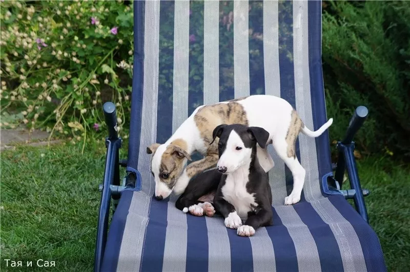 Продам щенков Уиппета 2