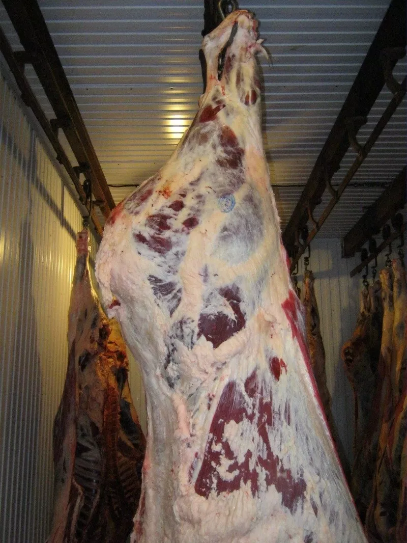 Продам говядину оптом 2