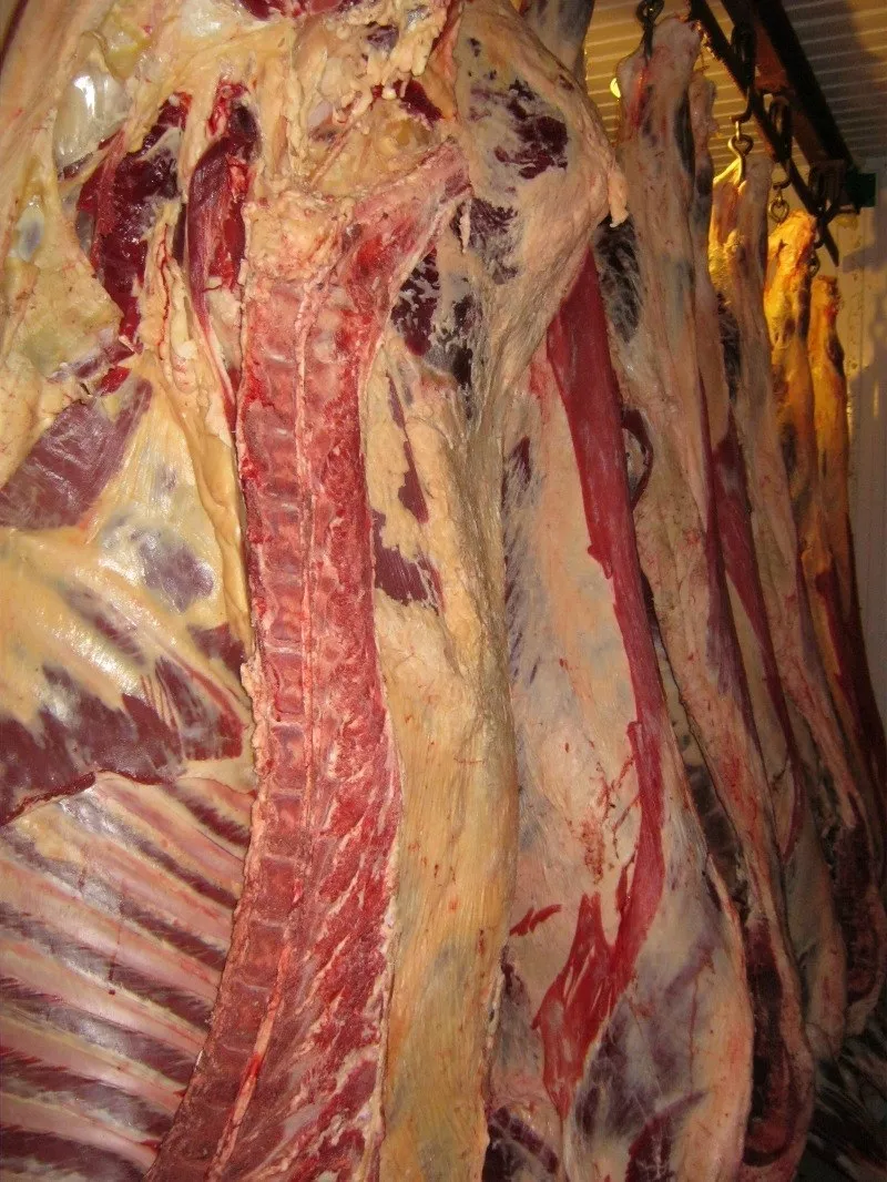 Продам говядину оптом 3