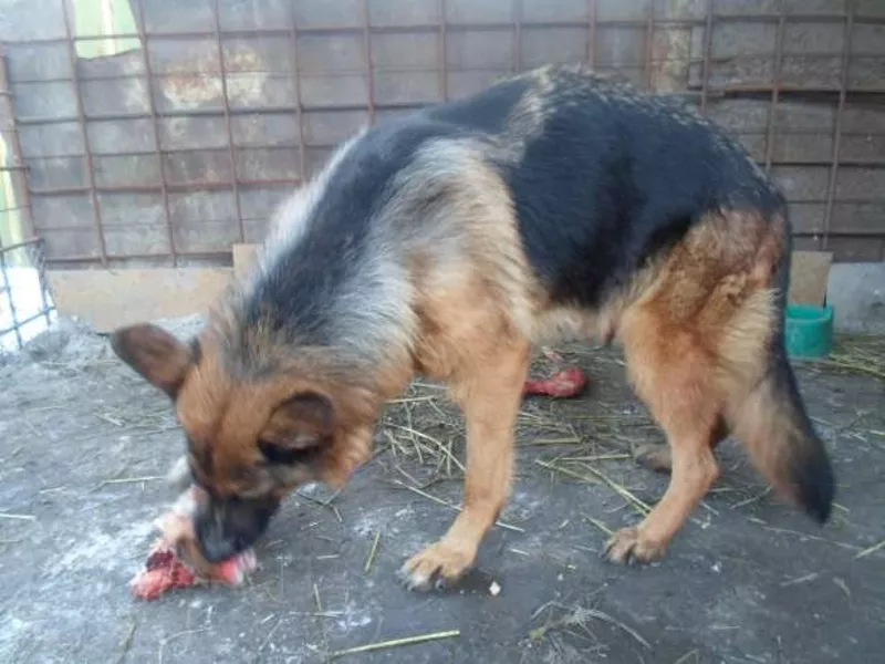 срочно продам чистопородных щенков немецкой овчарки цены снижены