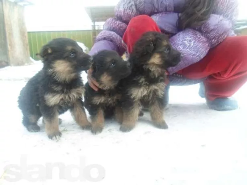 срочно продам чистопородных щенков немецкой овчарки цены снижены 3