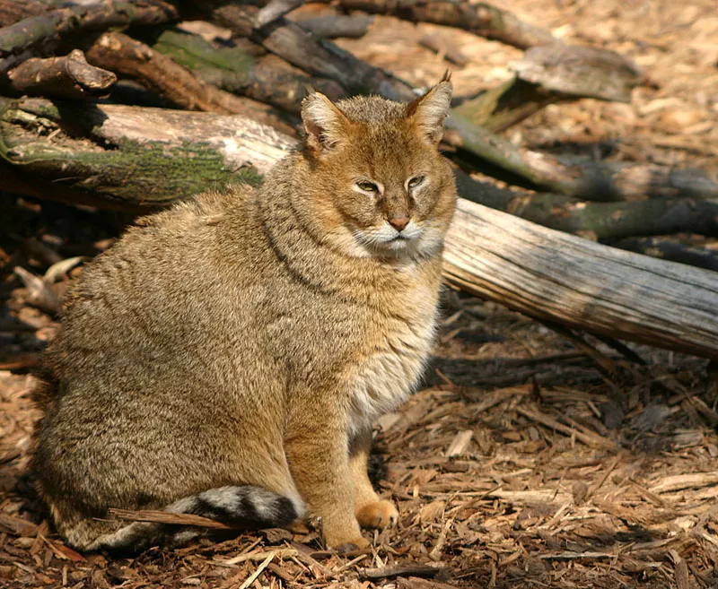 Куплю камышового кота