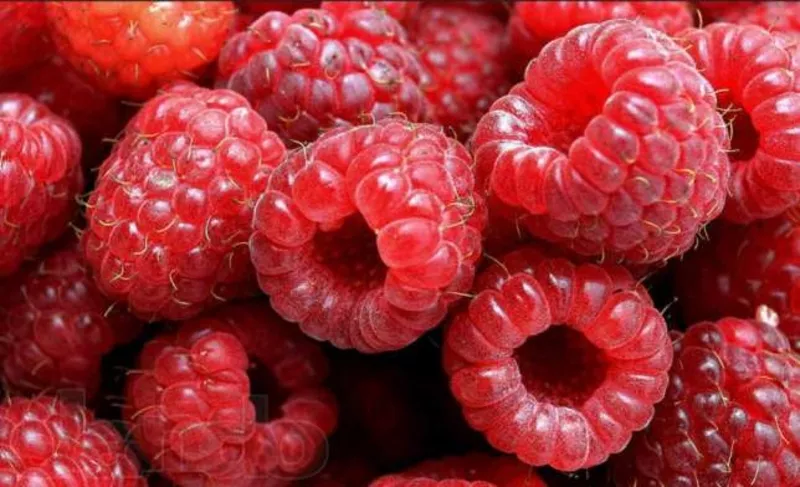 Саженцы малины европейских сортов