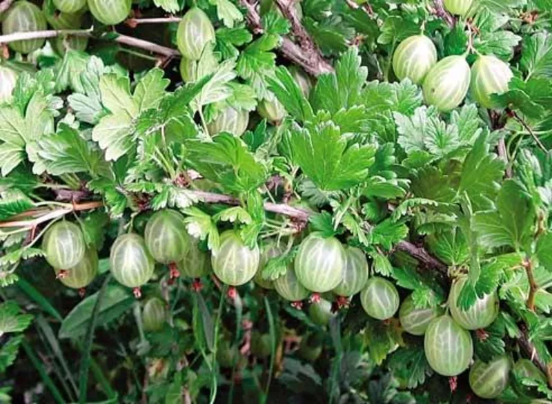 Саженцы яблони,  груши,  сливы,  вишни,  персика и др. 7