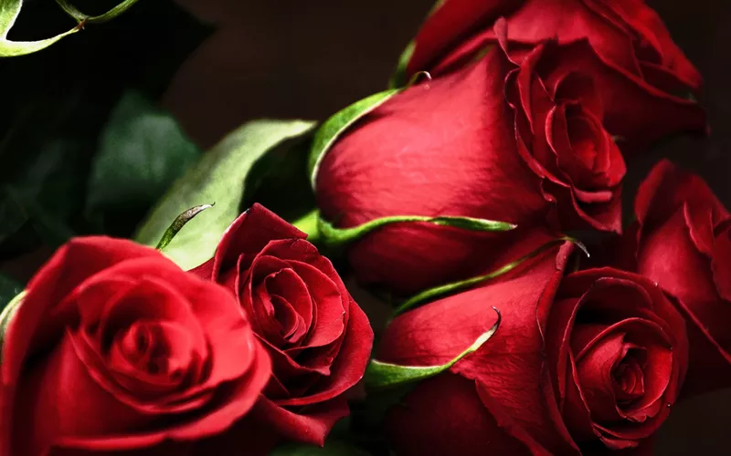 Настоящие голландские розы с крупным бутоном и восхитительным запахом  3