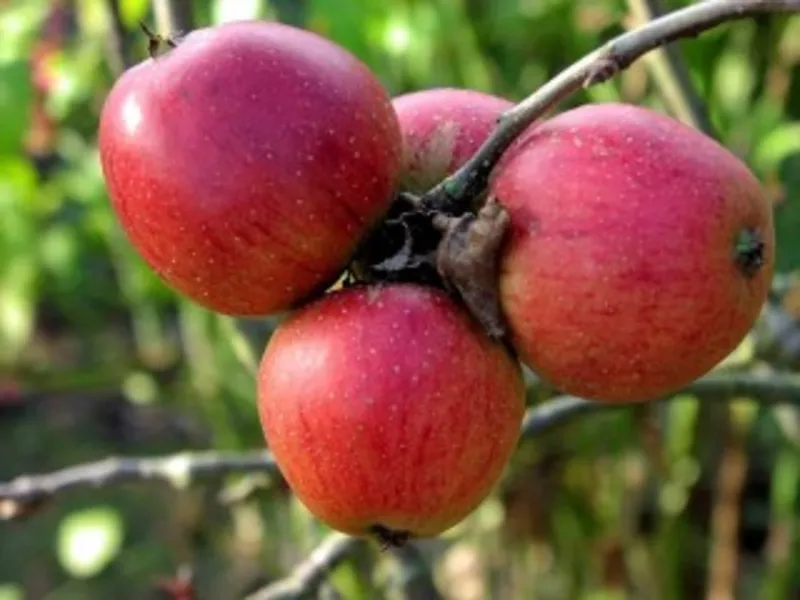 Продам саженцы яблонь из Европы оптом и в розницу. 2