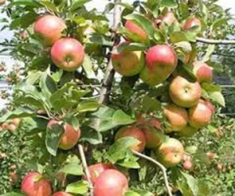 Продам саженцы яблонь из Европы оптом и в розницу. 3