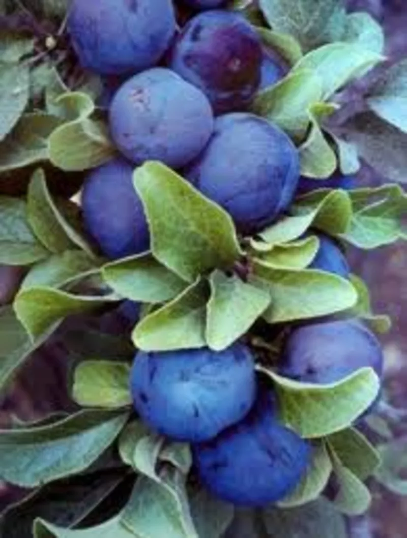 Питомник плодово-ягодных культур реализует саженцы в Алматы 5