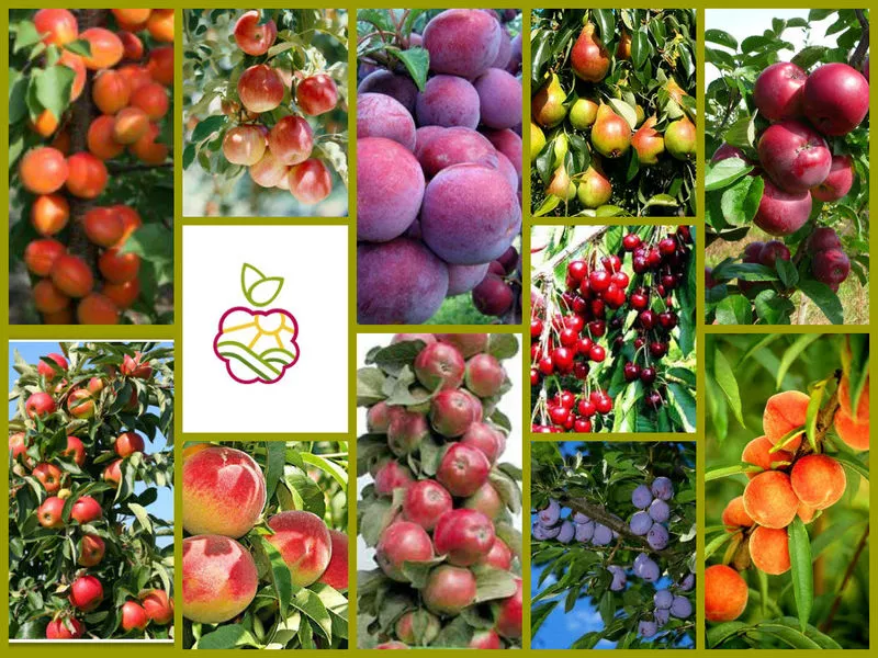«Новые сорта! Саженцы  яблони,  груши,  сливы,  персика,  абрикоса
