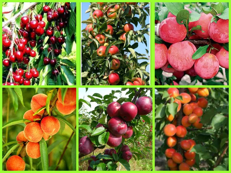 «Новые сорта! Саженцы  яблони,  груши,  сливы,  персика,  абрикоса