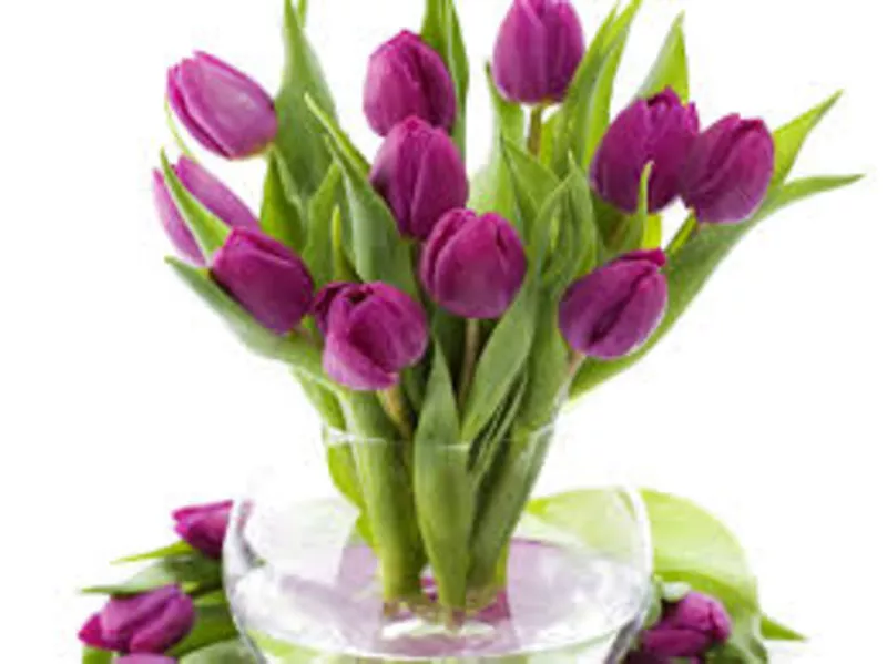 Тюльпаны по оптовым и розницам 4