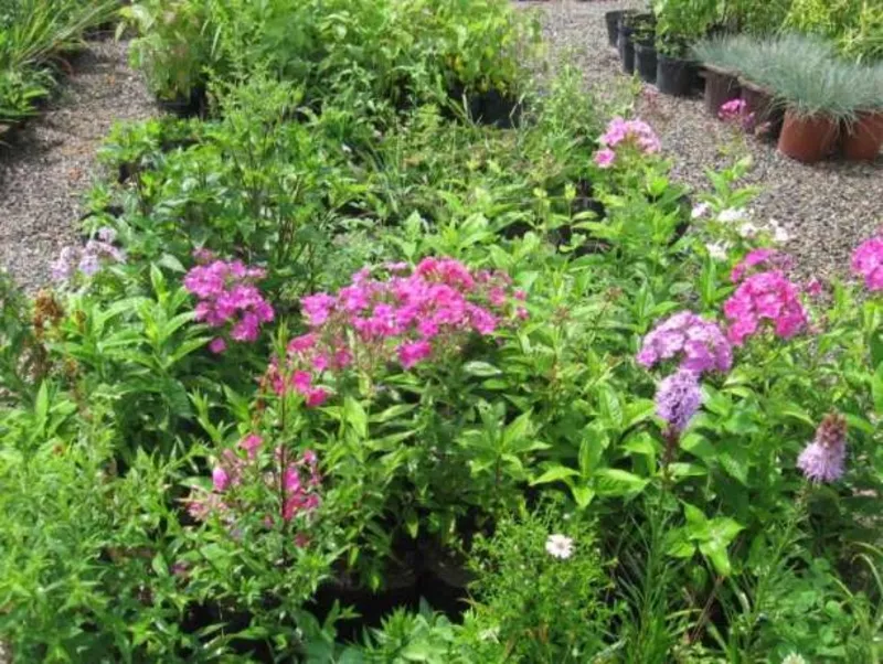 Многолетние цветы в ассортименте