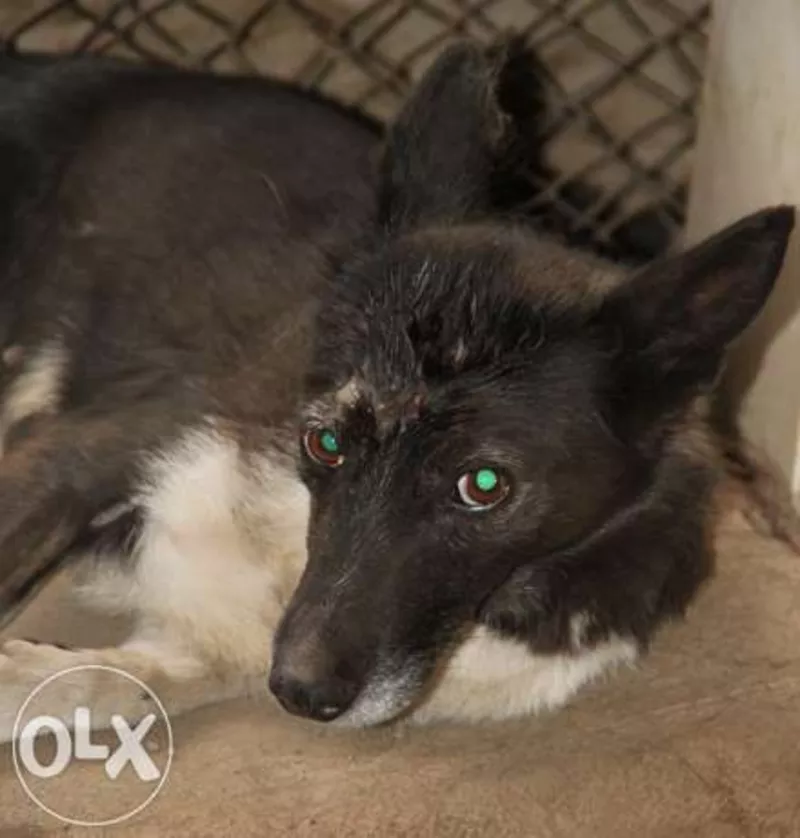 Отдам в дар девочку-дворняжку, СТЕРИЛИЗОВАНА 2