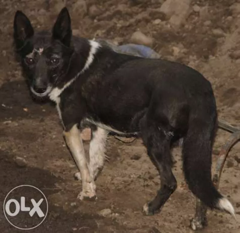 Отдам в дар девочку-дворняжку, СТЕРИЛИЗОВАНА 3