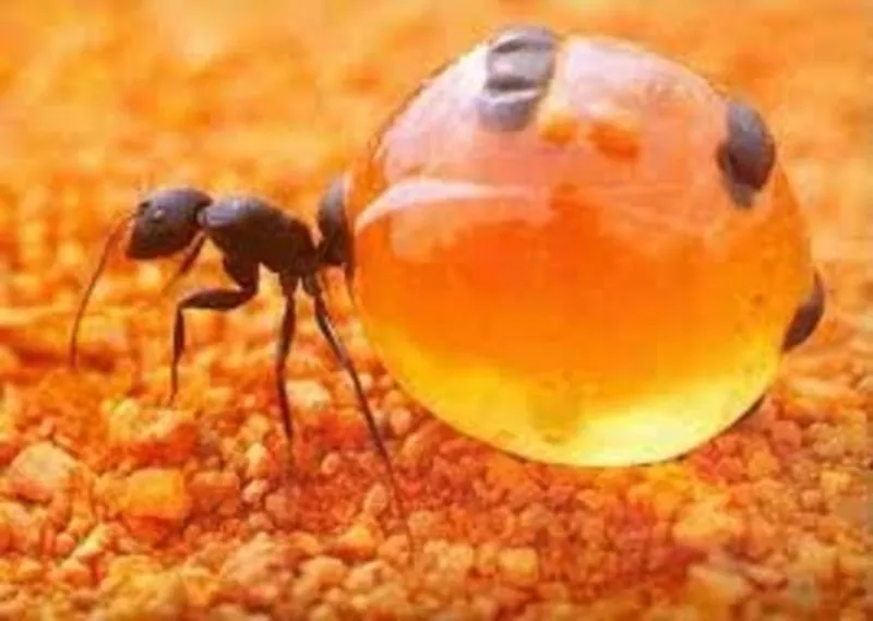 Уничтожение муравьев в Алматы и Алматинской области