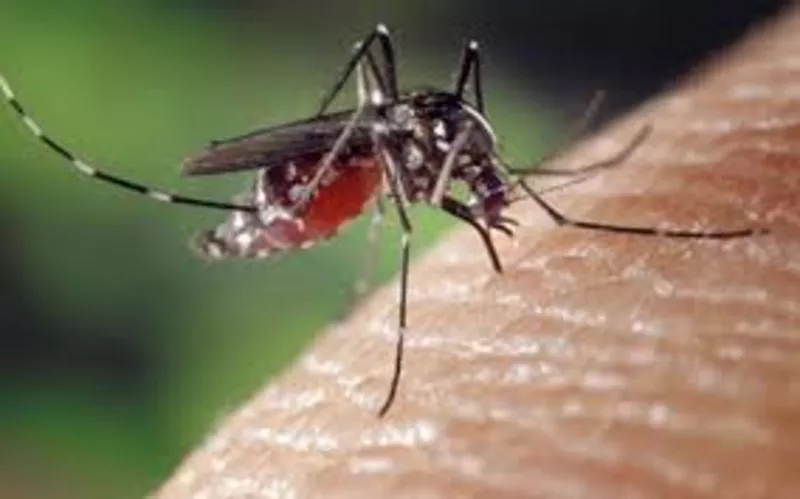 Уничтожение комаров в Алматы и Алматинской области