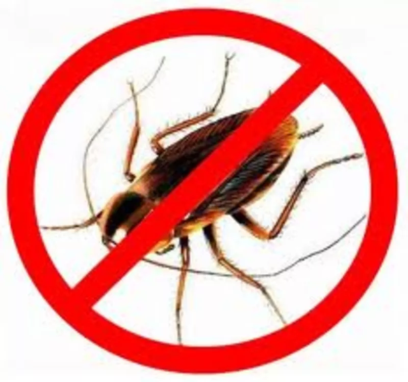 Уничтожение тараканов в Алматы и Алматинской области 2
