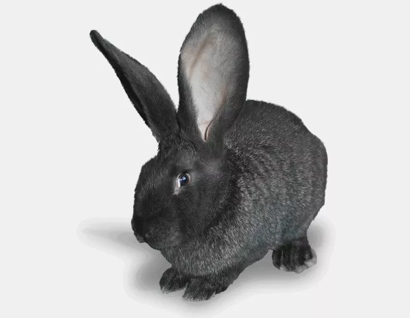 Кролики - Rabbits 2