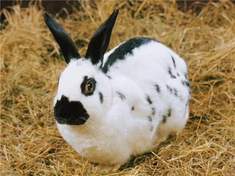 Кролики - Rabbits