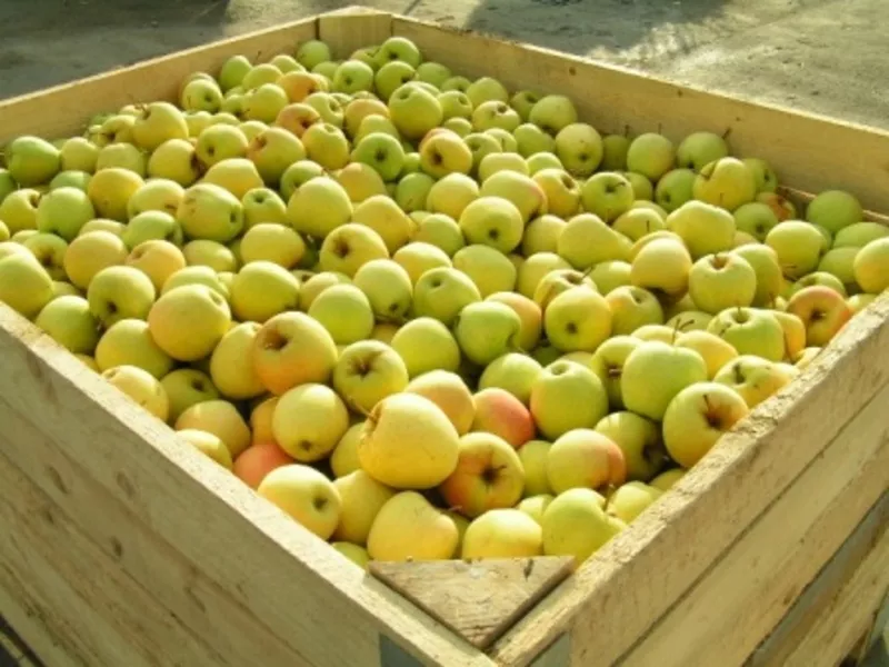 Продажа яблок в Алматы 2