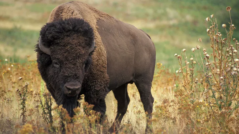 BISON. Дистрибьютор фирменной одежды и обуви из США,  Канады в Алматы.