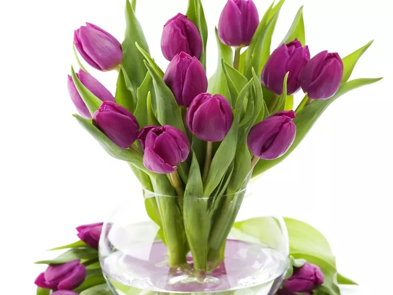 продам тюльпаны к 8-му марту