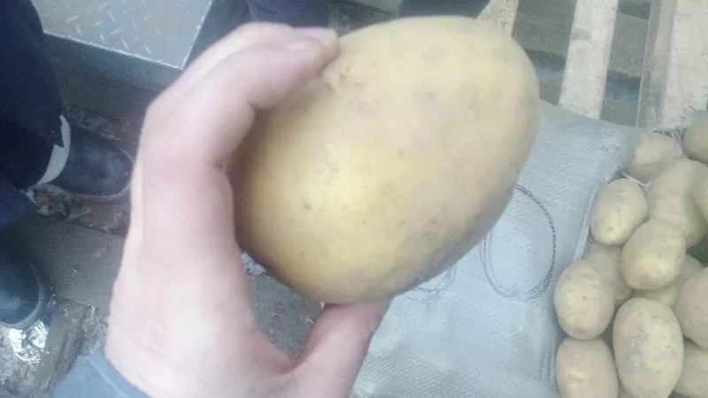 Свежий картофель (оптом),  урожай 2014г. Доставка по Республике Казахст