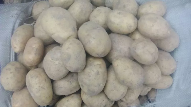 Свежий картофель (оптом),  урожай 2014г. Доставка по Республике Казахст 2