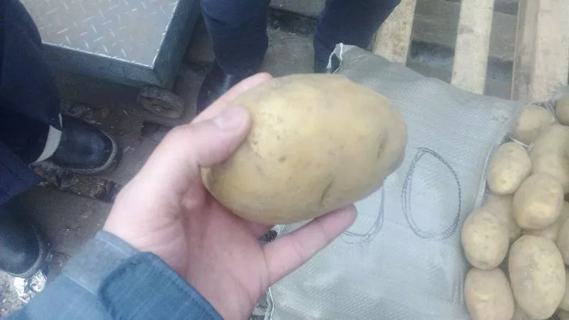 Свежий картофель (оптом),  урожай 2014г. Доставка по Республике Казахст 3