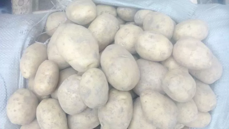 Свежий картофель (оптом),  урожай 2014г. Доставка по Республике Казахст 4