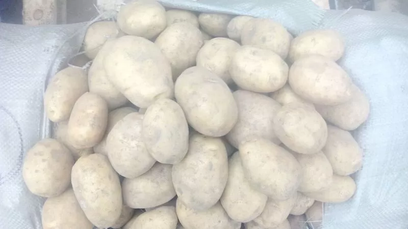 Свежий картофель (оптом),  урожай 2014г. Доставка по Республике Казахст 5