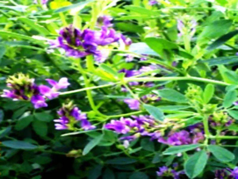 семена люцерны