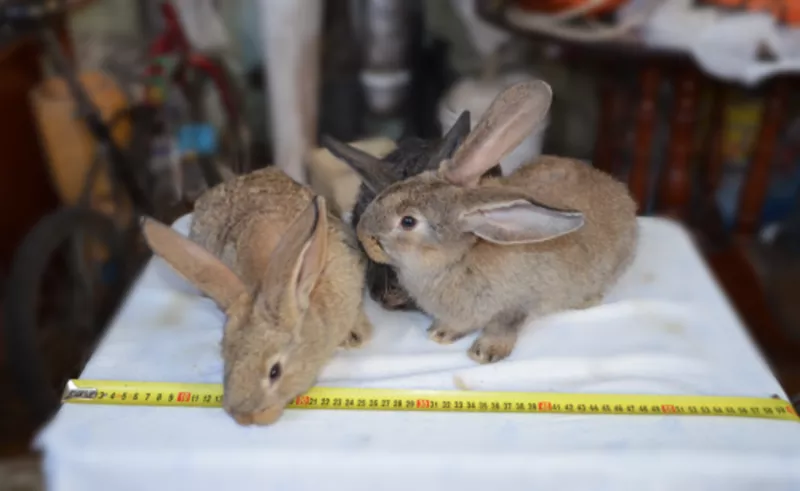 Продам живым весом кроликов крупных,  мясных пород 2