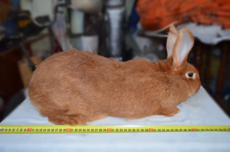 Продам кроликов “Новозеландской Красной” породы 3