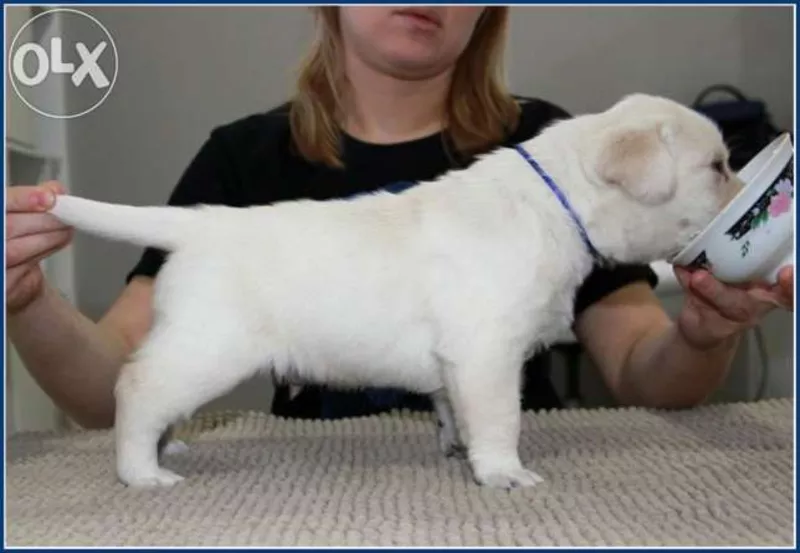 Лабрадор ретривер,  кц «Фаворит» СКК/FCI г. Алматы,  щенки 